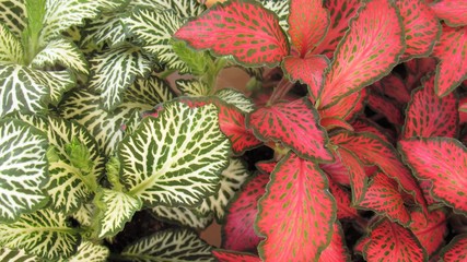 Indoor plant Fittonia with green and red leaves. Variegated leaves of a plant close-up.