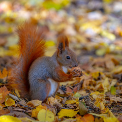 Cute squirrel in a natural park in warm morning light
