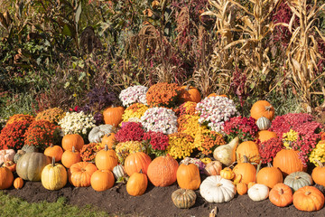 Gourds, Pumpkins and mums for Autumn Scene