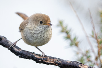 Buff-rumped Thornbill in Australia