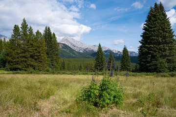 Bow Valley Parkway, Banff National Park, Alberta, Canada