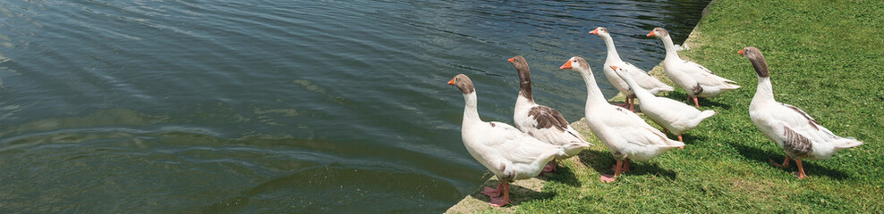  flock of ducks on lake