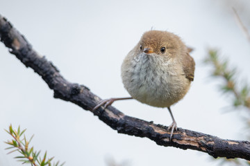Buff-rumped Thornbill in Australia