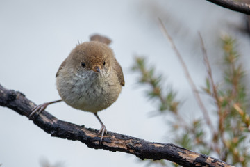 Buff-rumped Thornbill in Australia