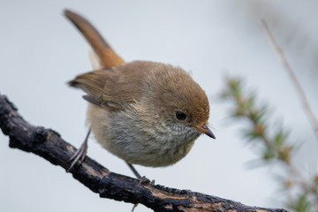 Buff-rumped Thornbill in Australia