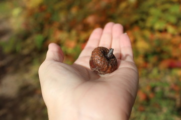 acorn from the oak tree on the palm in autumn
