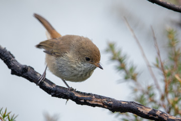 Buff-rumped Thornbill in Australia