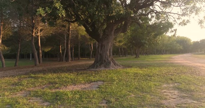 algarrobo viejo junto al bosque