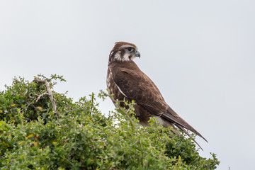Brown Falcon in Australia