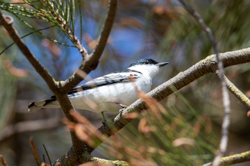 Fototapeta premium White-winged Triller in Australia