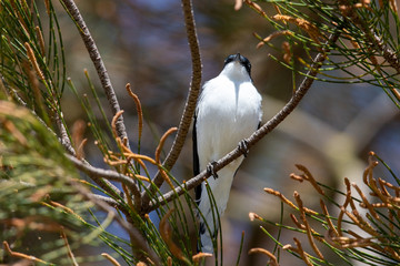 White-winged Triller in Australia