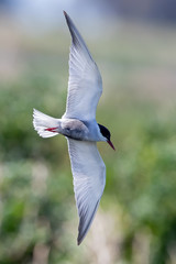 Whiskered Tern in Australia
