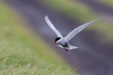 Whiskered Tern in Australia