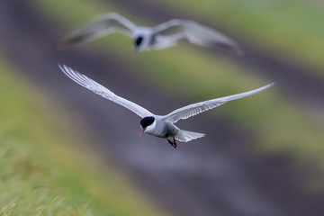 Whiskered Tern in Australia