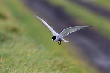 Whiskered Tern in Australia