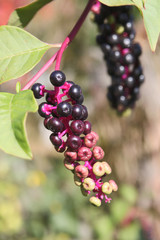 Ripe Berries in a city park