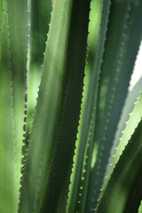 close up of green agave plant