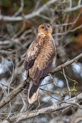Whistling Kite in Australia