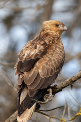 Whistling Kite in Australia