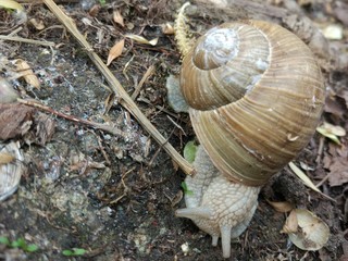 snail on stone