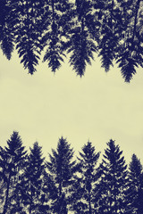 Vertical background made of blue silhouettes of Christmas trees with yellow sky