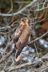 Whistling Kite in Australia