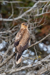Whistling Kite in Australia