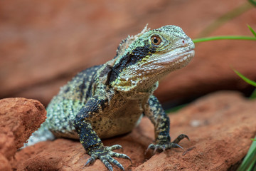 A lizard sitting on red rocks