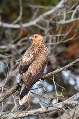 Whistling Kite in Australia