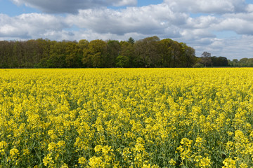 Obraz premium Rapsfeld