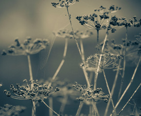 Atmospheric images of parsley flowers