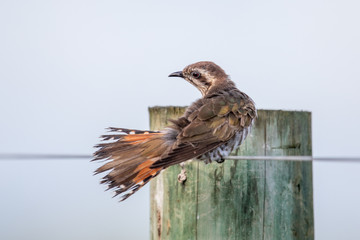 Horsfield's Bronze Cuckoo