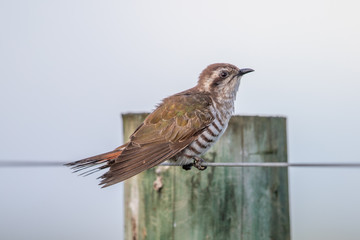 Horsfield's Bronze Cuckoo