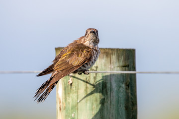 Horsfield's Bronze Cuckoo