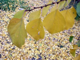 yellow flower in water