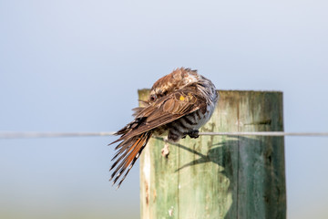 Horsfield's Bronze Cuckoo