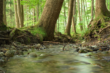 Beautiful soft water stream in a green summer forest. Long Exposure.