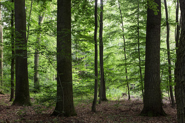 Old natural oak forest in summer, view from the middle. Sunlit Oak Tree Forest in Summer. shadows and light in the greenery of an old oak forest