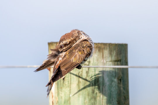 Horsfield's Bronze Cuckoo