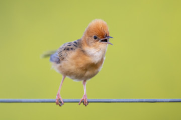 Golden-headed Cisticola in Victoria, Australia