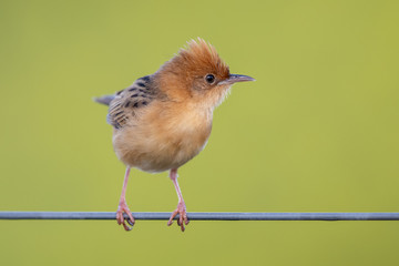 Golden-headed Cisticola in Victoria, Australia