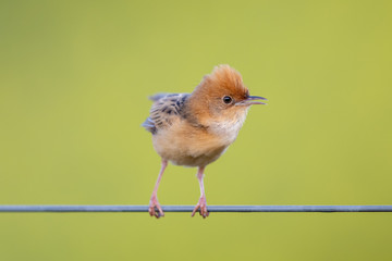 Golden-headed Cisticola in Victoria, Australia