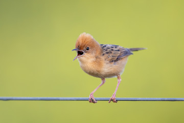 Golden-headed Cisticola in Victoria, Australia