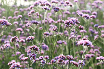Lilac field flowers grow in the city organization of prostration