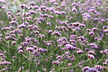 Lilac field flowers grow in the city organization of prostration	