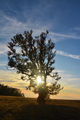 Fototapeta na wymiar the rays of the sun through a tree at sunset