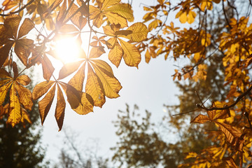 Autumn leaves are transmitted by the sun