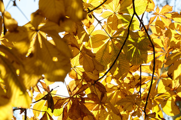 Autumn leaves are transmitted by the sun