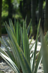 detail of young green agave plant
