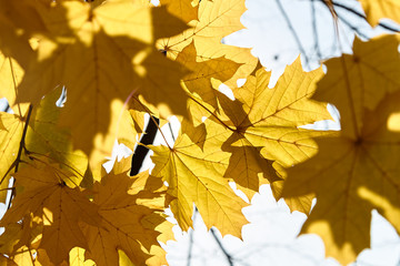 Autumn leaves are transmitted by the sun